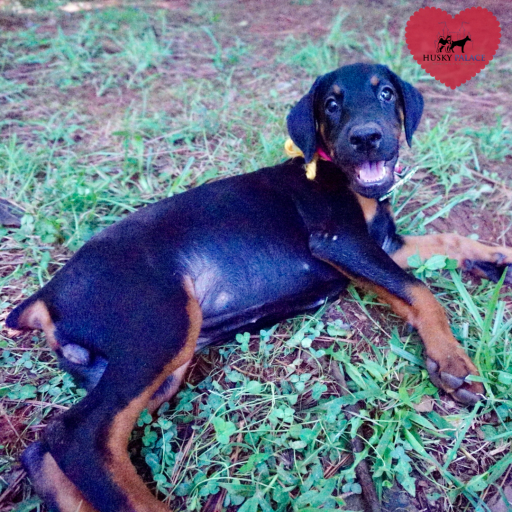 100% Euro AKC Kiyi 3